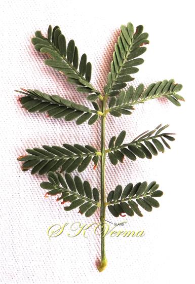  Leaf